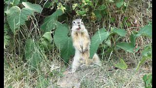 Ground squirrels