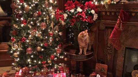 Beautiful Cat casually ignores Christmas Tree