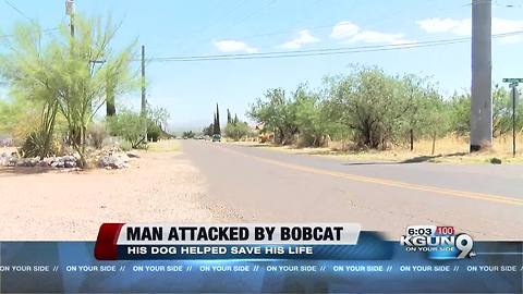 Bobcat attacks Bisbee man