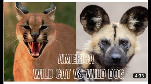 American Wild Cat vs wild Dog