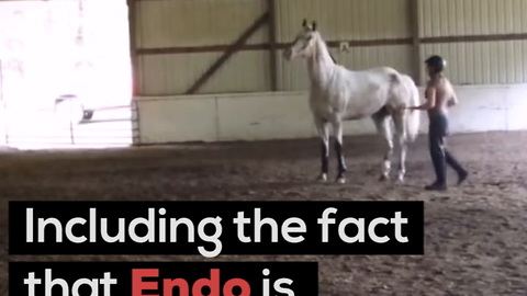 Endo the Blind Horse Is an Inspiration
