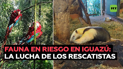 Rescatistas luchan por proteger y rehabilitar animales en el Parque Nacional de Iguazú