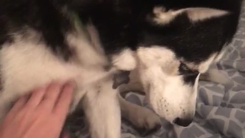 Persistent husky repeatedly demands belly scratches