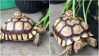 Piccola tartaruga prende un passaggio dall'adulto
