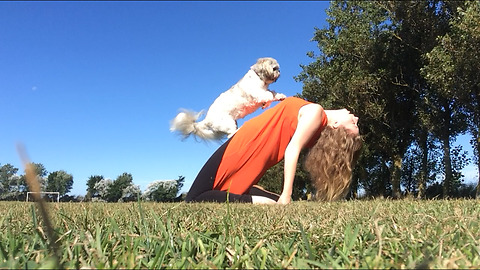 Highlight reel captures Shih Tzu's collection of tricks