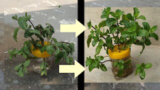 Amazing idea to grow mint in water