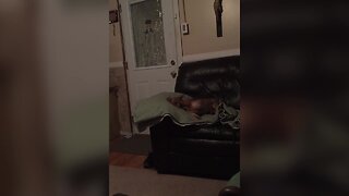 Chihuahua Talks Back