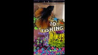 Male Betta Fish 2