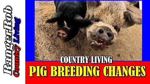 Pig Breeding Changes For Our Idaho Pasture Pigs