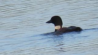 Loon and fish engage in epic battle for survival