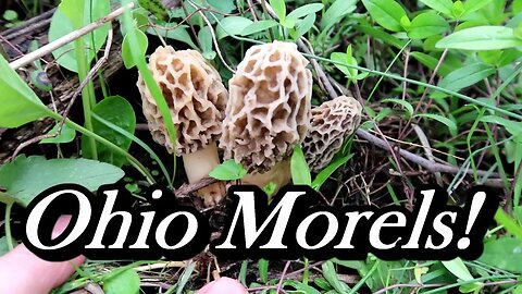Morel Mushroom Hunting! | Yellow and Grey Sponge