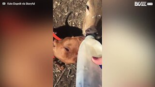 Hund og hjort beviser at de er bedste venner, ved at dele en foderflaske