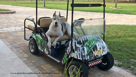 Talkative Great Dane Loves His Golf Cart