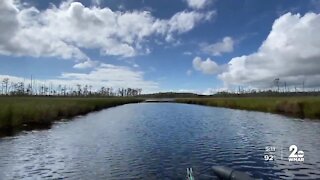 Hidden Gems: Blackwater National Wildlife Refuge