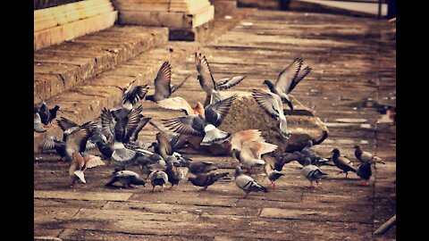 A flock of birds - قطيع الطيور