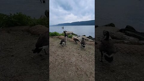 MacEachron Waterfront Park Hastings-on-Hudson #geese #hastings #Hudson #NY #Waterfront