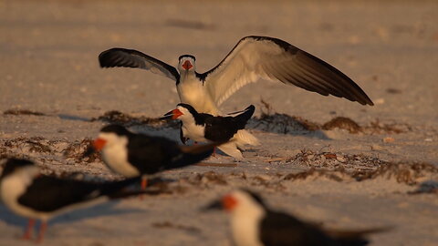 Beach Time with the Black Skimmers