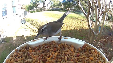 Carolina Wren’s Backyard Breakfast