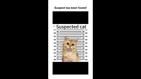 Suspect has been found!!! Funny Cat Biting Video