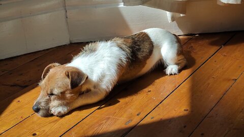 dog enjoying a sunny peaceful nap