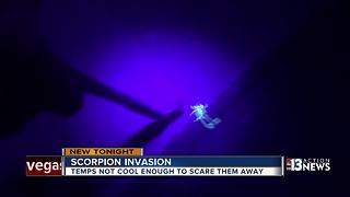 Temperatures too warm to put scorpions into hibernation
