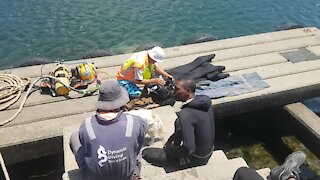 SOUTH AFRICA - Cape Town - Poachers turned commercial divers clean Hout Bay harbour (Video) (2b7)