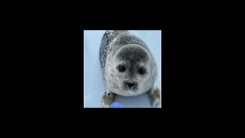 Seals are so CUTE!