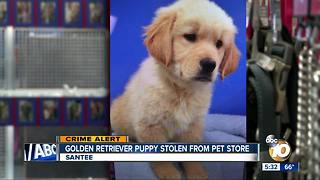 Golden retriever puppy stolen from pet shop in Santee
