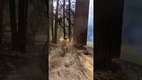 Inside of a tree on fire, fell by firefighters. #crazyvideo #forestfire #tree #firefighter