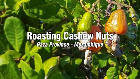 How to Roast Cashew Nuts the Traditional Way in Mozambique