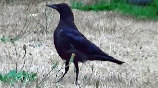 IECV NV #41 - 👀 A Crow, Steller's Jay, Starlings, Even House Sparrows 5-2-2014
