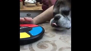 Game-loving boxer goes for high score by trying to eat 'Simon'