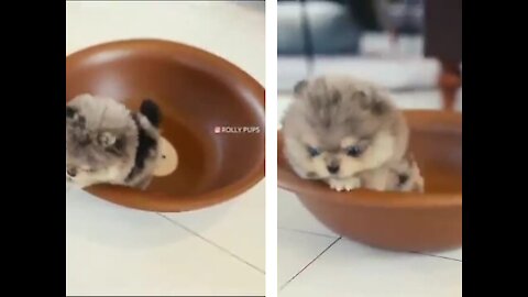 Pomeranian Puppy Climbs Out Of A Tiny Bowl!