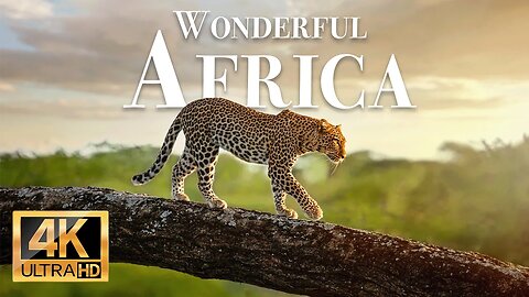 замечательные животные африки 4k - Замечательный фильм о дикой природе с успокаивающей музыкой