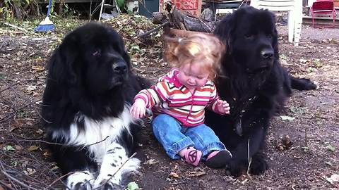 Toddler hangs out with her two giant Newfoundlands