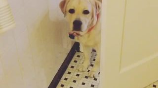 Labrador stalks owner's every single move