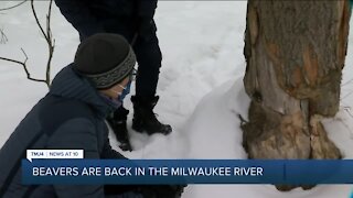 Beavers are back on the Milwaukee River – and that’s a good thing