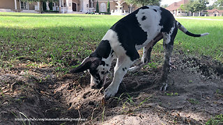 Great Dane Watches Funny Digging Puppy