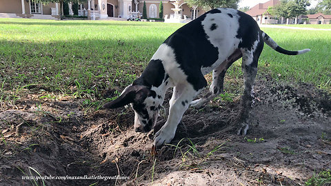 Great Dane Watches Funny Digging Puppy