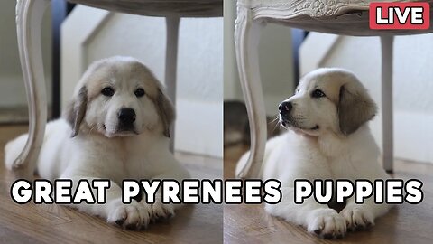 Great Pyrenees Puppy Livestream - Just 8 puppies left on the farm! 🥲