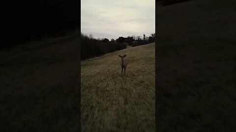 Whitetail Deer VS. Drone: Drone Warns Whitetail Deer to Leave Fields Before Planting Season!