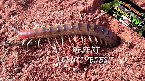 Giant Centipedes Scolopendra! Where do they go in the day time?