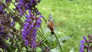 The ever-strange hummingbird moth appears again