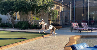 Happy Great Danes Run Zoomie Laps Around The Pool