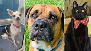 Dogs and cats wait for furever homes during virtual Clear the Shelters