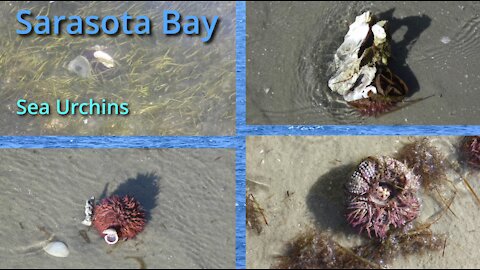 Sarasota Bay Sea Urchins