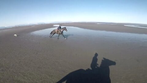 Galloping Ex-Racehorses On A Beach GO PRO