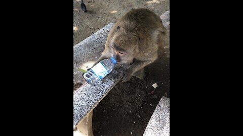 Little monkey who loves to drink water from a bottle