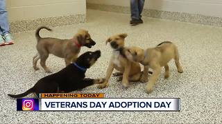 Veterans Day Adoption Event