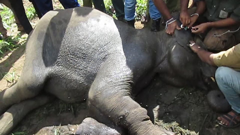 Injured elephant rescue mission-poor wild elephants injured and giving medicine
